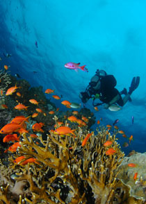 Scuba Diving Vacations